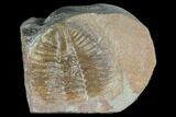 Partial Ogyginus Cordensis - Classic British Trilobite #103120-1